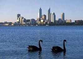 Perth Black Swans Western Australia Travel Swan River Perth Western Australia