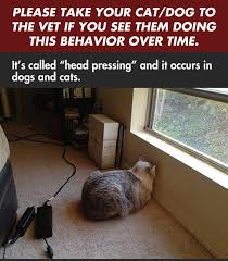 Head pressing is the act of a cat pressing their head against a wall or other hard object. What Is Head Pressing In Dogs And Cats Face Foundation