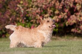 All of them trimed and shown by us. Norwich Terrier Hunde Informationen Zu Den Bienenarten Omlet