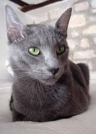 The domestic shorthair cat is the shorthair mutt of american cats. Maltese Cat Wikipedia