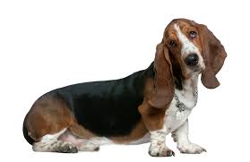 Image result for basset hound