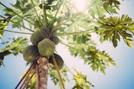 Green persian sour plum is widely grown and recognized among middle eastern cultures. 10 Fruit Trees Good To Grow In The Uae