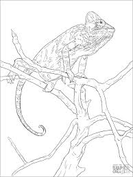 Chameleon visit dltk's reptile crafts and printables. Realistic Chameleon Coloring Page Coloringbay
