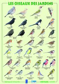 Resultat De Recherche D 39 Photographs Pour Oiseaux De Jardin D39images De Jardin Oiseaux Pour Recherche Oiseaux Des Jardins Oiseaux Du Ciel Oiseaux