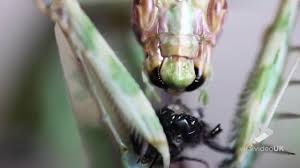 They are native to tanzania and have been documented in several other east african countries. Viral Video Uk Devil S Flower Mantis Eats Fly Youtube