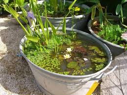 Zinkwanne Als Miniteich Mit Zwergseerosen Lovely Diy Garden Pond Small Water Gardens Container Water Gardens Water Features In The Garden