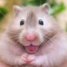  690 Ide Hamsters Cute Di 2021 Hewan Hewan Lucu Lucu