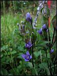 Image result for Swertia pleurogynoides