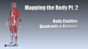 Human anatomy is the study of the structure of the human body. Mapping The Body Pt 2 Cavities Quadrants Regions Youtube