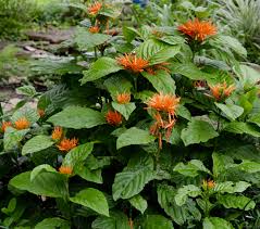 Image result for Justicia striata