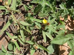 Image result for Melhania forbesii