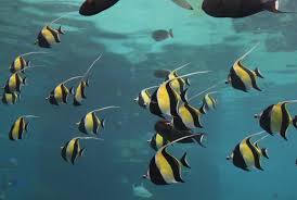 On the night after nemo was dumped into the fish tank, gill, during an initiation ceremony atop mt. How To Build A Finding Nemo Or Finding Dory Fish Tank Pethelpful