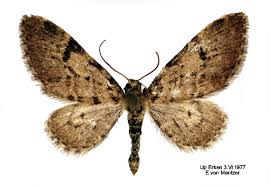 Image result for Eupithecia conterminata