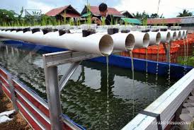 Mengenal Lebih Dalam Sistem Aquaponik