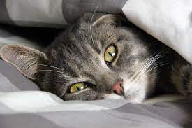 Initially, the discharge may involve one side of the nose, but it often. How Long Can A Cat Live With Untreated Cancer