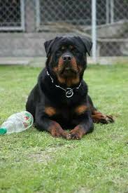 Pin By Kadir Sitki On Aj S Best Friends Dog Breeds Rottweiler Rottweiler Lovers