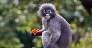 Dusky Leaf Monkey Eating Fruit Monkey Animals Bird
