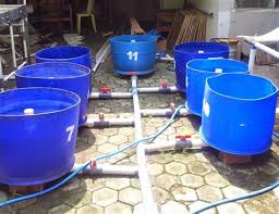 Cara budidaya belut dengan terpal. Cara Ternak Belut Di Ember Budi Daya Ikan Lele Di Ember Wulan Belut Merupakan Salah Satu Jenis Ikan Air Tawar Yang Cukup Tinggi Penggemarnya