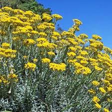 Image result for Helichrysum globosum