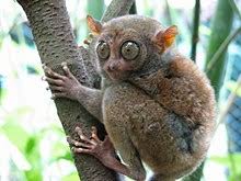 The tiny tarsier is a wonderful creature that is almost smaller than the human hand. Tarsier Wikipedia