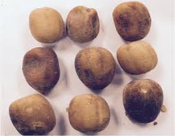 Image result for Balanites aegyptiaca