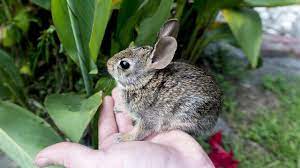 But later, vets determined that george was in fact only 14 years old. Caring For A Baby Cottontail Rabbit Thumper Youtube