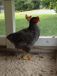 Rooster windmill, garden rooster ornament, rooster garden art vivid sculpture, outdoor wind spinner decor for yard, patio, courtyard, farm(size:14 x 18 x 24inch) $21.89 $ 21. Please Help 13 Week Old Barred Plymouth Rock Hen Started Crowing Backyard Chickens Learn How To Raise Chickens