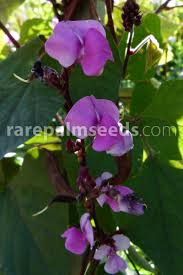 Image result for Lablab purpureus