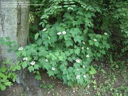 Leaves may dry, turn brown, and become brittle. Pin On Plants For The Side Border