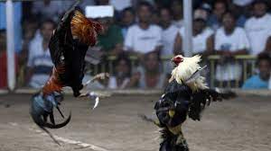 18.05.2021 · gambar ayam philipina : Polisi Filipina Terbunuh Oleh Ayam Aduan Nasib Buruk Yang Tak Dapat Dijelaskan Bbc News Indonesia