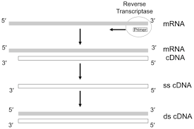 Incorporating cdna into the vector. Difficulty In Obtaining The Complete Mrna Coding Sequence At 5 Region 5 End Mrna Artifact Causes Consequences In Biology And Medicine And Possible Solutions For Obtaining The Actual Amino Acid Sequence Of