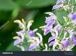 Image result for Brillantaisia owariensis