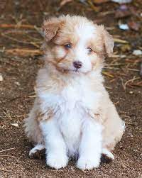 Red Merle Blue Eyed Aussiedoodle Puppy Cute Baby Animals Pet Dogs Cute Dogs
