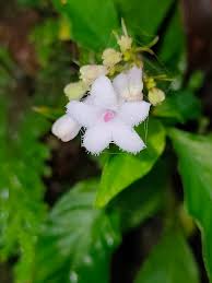 Image result for Aporrhiza