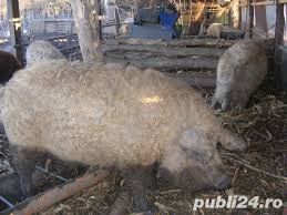 Pui si curcani de curte, dulceata naturala, preparate din carne de porc, oaie si mangalita, preparate din lapte, toate cu gust ca la bunica. Mangalita Porc Pentru Sacrificare Si Purcei Mangalita Oradea Animale Publi24 Ro