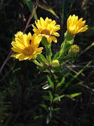Often simply referred to as mums, you can find this bloom in a wide range of sizes and colors, including the most common pink, white, yellow and red varieties. Chrysopsis Mariana Golden Aster Maryland Aster Maryland Golden Aster North Carolina Extension Gardener Plant Toolbox