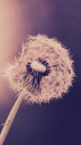 Drops On Dandelion Iphone S Wallpaper Enter My Website To Dandelion Wallpaper Dandelion Image