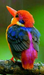 Lord Okay We Know You Are The Greatest Artist Ever Show Off Beautiful Birds Pretty Birds Pet Birds