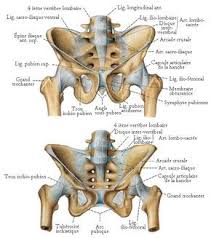 Les Os Du Bassin Planches Anatomiques Anatomy Yoga Anatomy Human Anatomy
