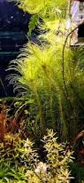 Image result for Eriocaulon setaceum