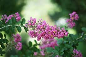 「サルスベリ 。画像。」の画像検索結果