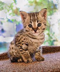 Savannah Cat Breed Information Characteristics Daily Paws