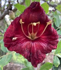 Image result for Kigelia africana