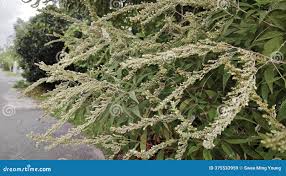 Image result for Buddleja asiatica