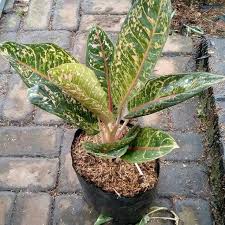 Jual Bibit Aglaonema Dona Carmen Nama Ilmiah Botanical Name Aglaone Kab Bogor Cvrindualam Tokopedia
