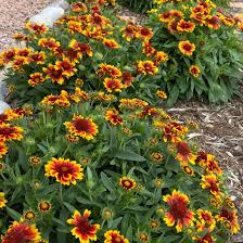 Maybe you would like to learn more about one of these? Year Round Gardening Perennials To Consider For Fall Color Lifestyle Gazette Com