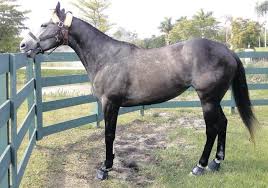 Youse Exhibits Supreme Champ in 4-H Dairy Show