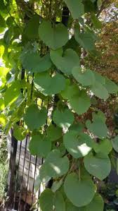 Image result for Stictocardia beraviensis