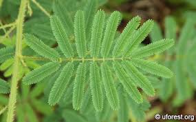 Image result for Mimosa diplotricha