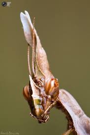 Do not worry too much, a mantis can live for 2 weeks without any food. 38 Mantis Ideas Praying Mantis Beautiful Bugs Bugs And Insects